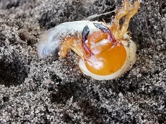 Melolontha melolontha
