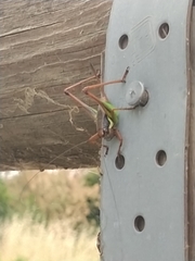 Eupholidoptera chabrieri