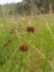 Juncus bolanderi