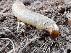 Melolontha melolontha