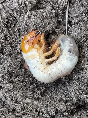 Melolontha melolontha