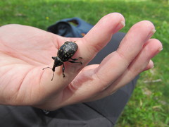 Liparus glabrirostris