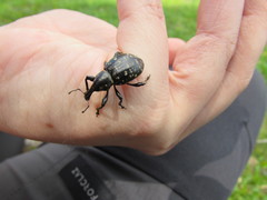 Liparus glabrirostris