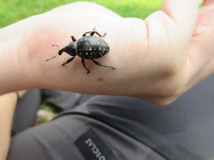 Liparus glabrirostris