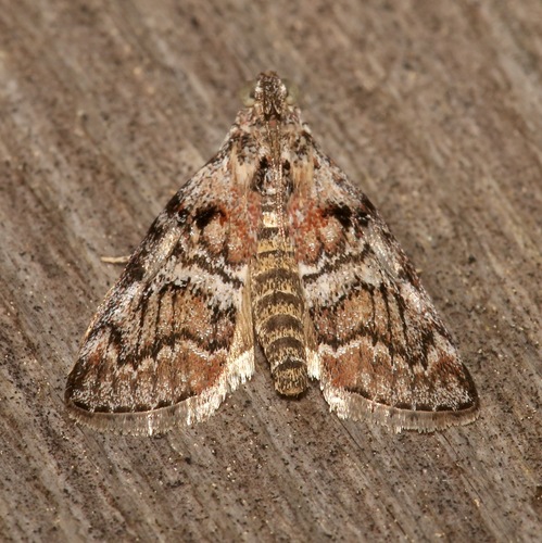 Black-letter Pococera Moth