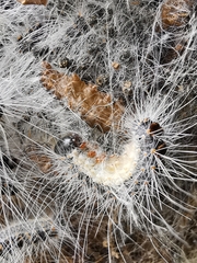 Thaumetopoea processionea