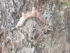 Thaumetopoea processionea