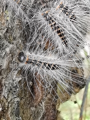 Thaumetopoea processionea