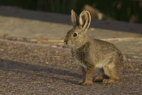 Pygmy Rabbit photographed in Wyoming