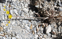 Petrosedum amplexicaule