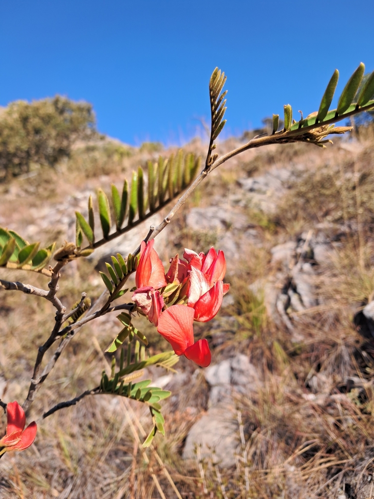 Pyranthus ambatoanus