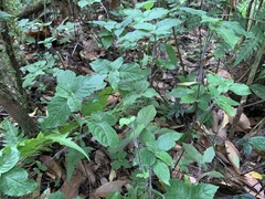 Strobilanthes rankanensis