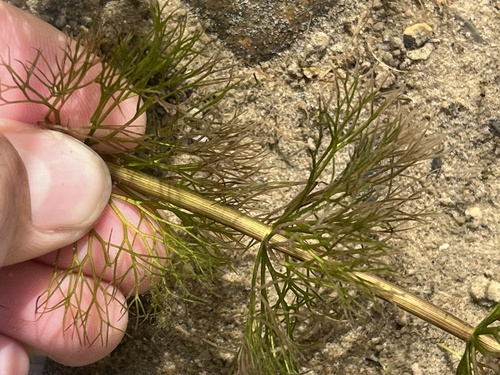 Image of Bidens beckii by (c) Jenn (McPhee) Dyson, some rights reserved (CC BY)