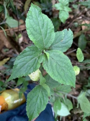 Strobilanthes rankanensis