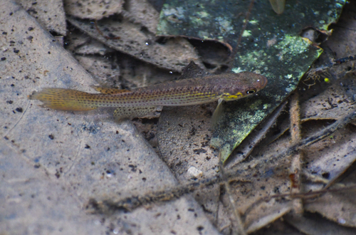 Barebrow pearlfish (Moema nudifrontata) — Rivulidae — 2