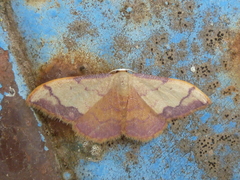 Idaea ostrinaria