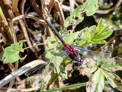 Leucorrhinia proxima
