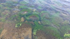Ulva compressa