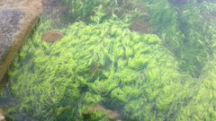 Ulva compressa