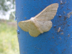 Idaea deversaria