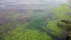 Ulva compressa