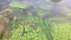 Ulva compressa