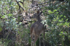 Odocoileus virginianus carminis