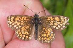 Melitaea celadussa