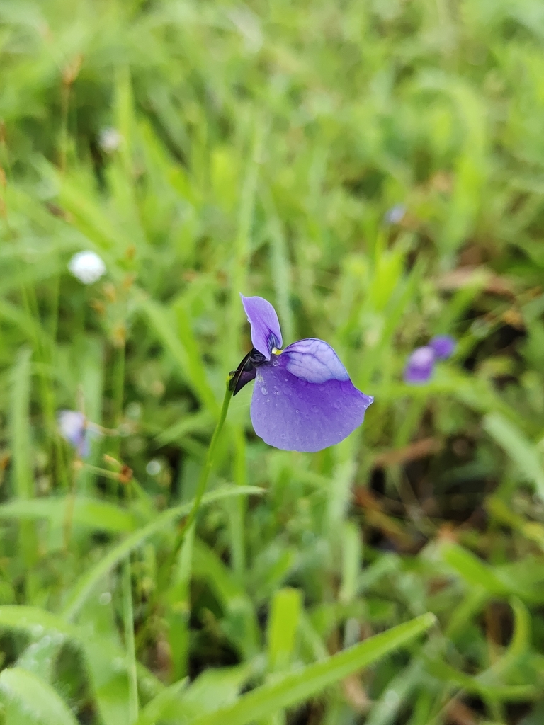 Utricularia cecilii P.Taylor 4