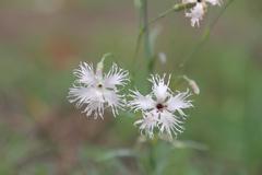 Dianthus arenarius