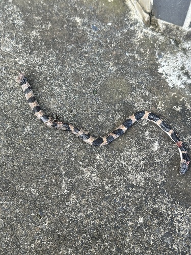Oriental Odd-tooth Snake