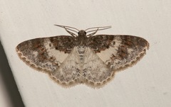 Hydrelia lucata