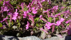 Silene pendula
