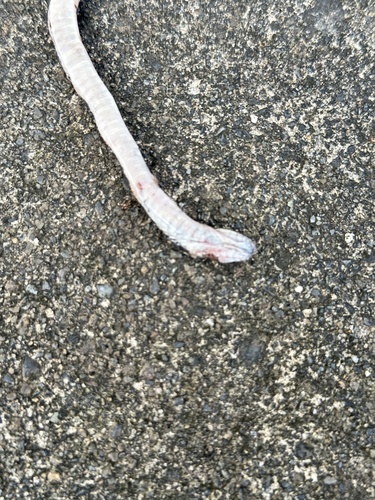 Oriental Odd-tooth Snake