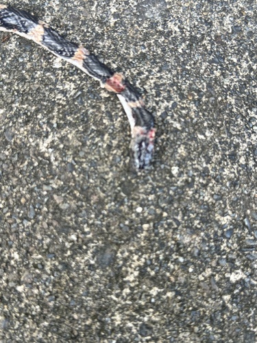 Oriental Odd-tooth Snake