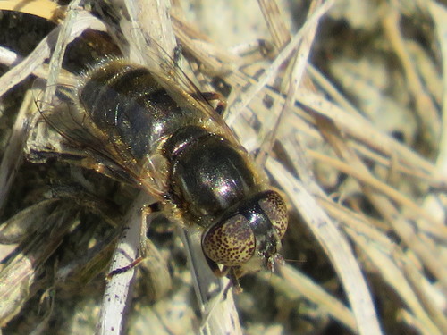Common Lagoon Fly