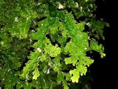 Pseudocyphellaria chloroleuca