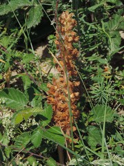 Orobanche minor