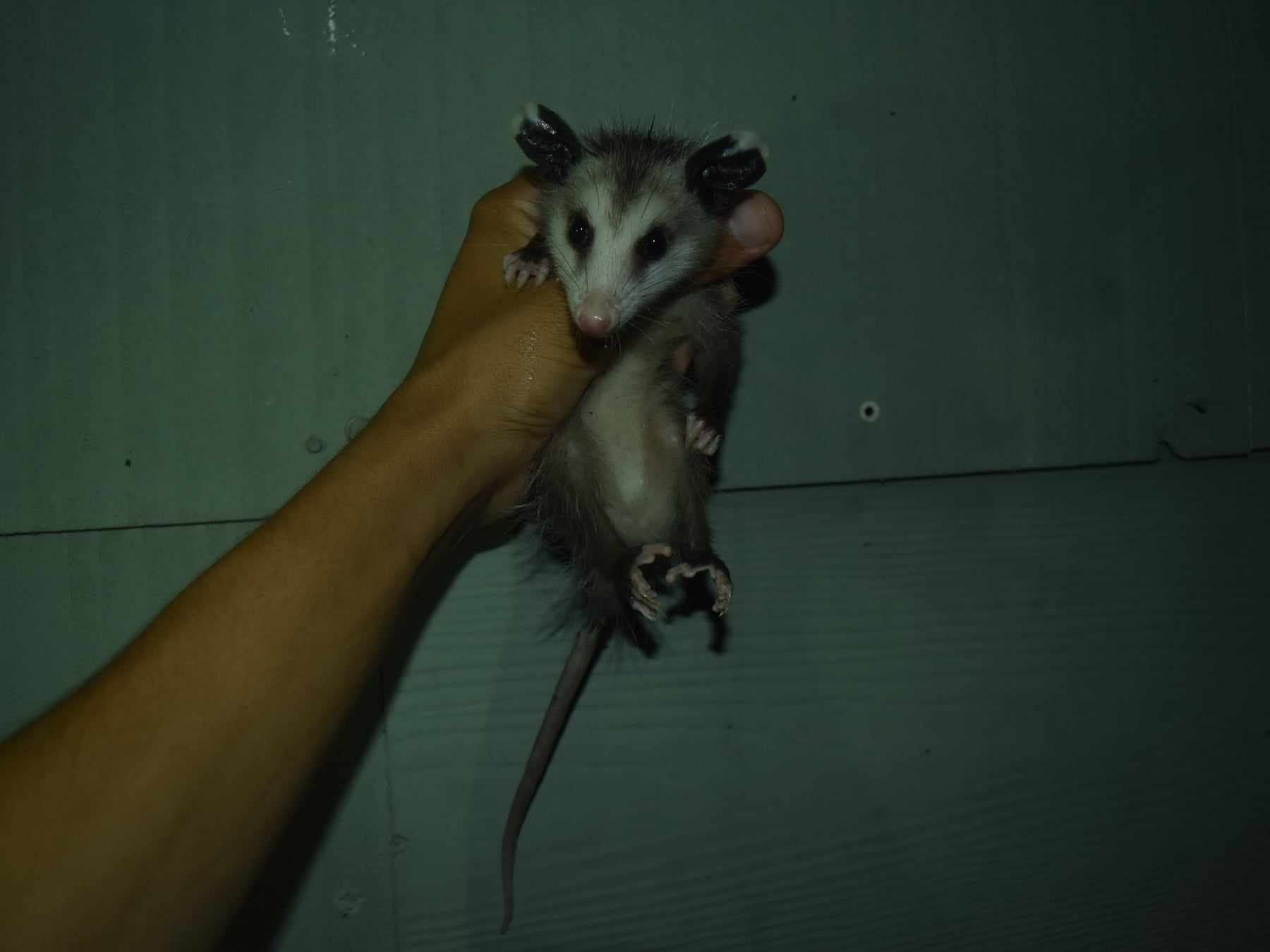 Didelphis virginiana<br>02 September, 2024