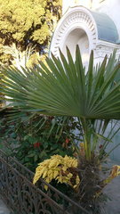 Trachycarpus fortunei