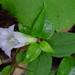 Tripterospermum japonicum - Photo Alpsdake, no known copyright restrictions (public domain)