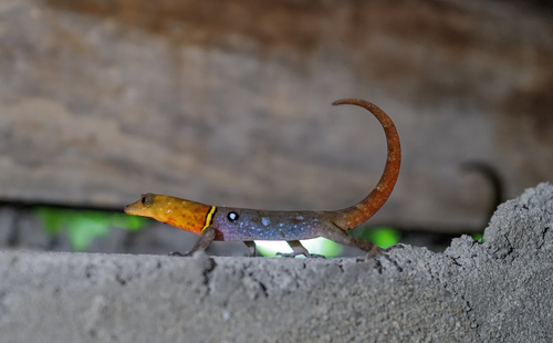 Eyespot Clawed Gecko, Gonatodes ocellatus