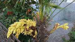 Trachycarpus fortunei