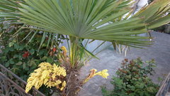 Trachycarpus fortunei