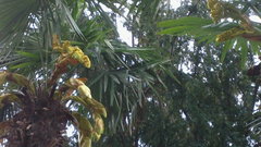 Trachycarpus fortunei