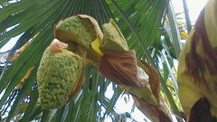 Trachycarpus fortunei