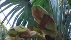 Trachycarpus fortunei