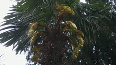 Trachycarpus fortunei