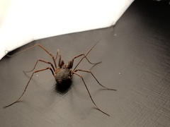 Protolophus niger