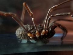 Protolophus niger